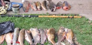 Furtivos de cada semana: operativos en la Patagonia y el Litoral furtivos-de-cada-semana:-operativos-en-la-patagonia-y-el-litoral