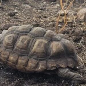 asi-sera-el-primer-refugio-exclusivo-para-tortugas-terrestres-de-la-argentina