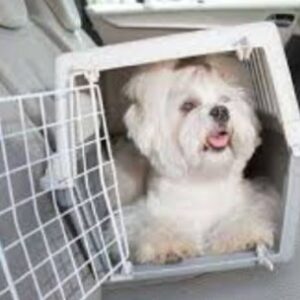 prohiben-trasladar-a-las-mascotas-en-autos-sin-ventilacion-adecuada