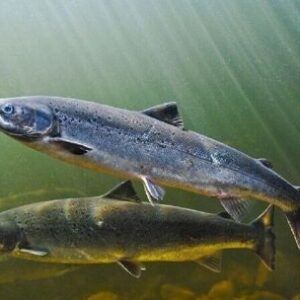 contaminacion-silenciosa:-los-salmones-nadan-hasta-60-%-mas-por-drogas-en-el-agua