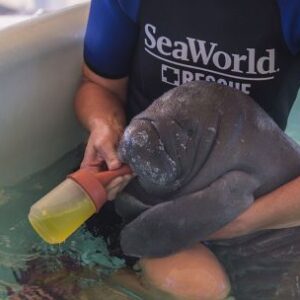 asi-trabajan-en-sea-world-para-rescatar-y-cuidar-a-las-especies-marinas
