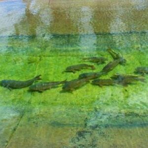 carpas-reubicadas-y-sanas:-el-operativo-que-cambio-la-vida-de-miles-de-peces