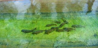 Carpas reubicadas y sanas: el operativo que cambió la vida de miles de peces carpas-reubicadas-y-sanas:-el-operativo-que-cambio-la-vida-de-miles-de-peces