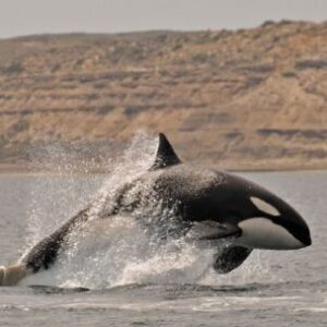 las-orcas-ya-deleitan-a-los-turistas-en-peninsula-valdes