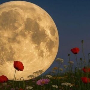 cuando-y-como-disfrutar-la-luna-de-flores-2026-desde-la-argentina?