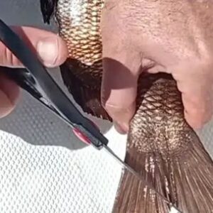 polemica-medida:-pescadores-deberan-cortar-la-aleta-caudal-de-los-peces-o-enfrentar-multas