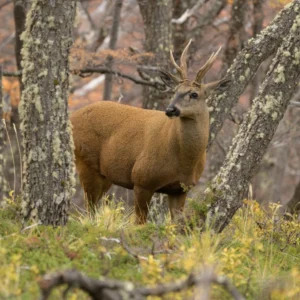 the-loneliest-deer-in-the-andes-and-the-debate-over-rewilding