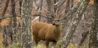 The loneliest deer in the Andes and the debate over rewilding the-loneliest-deer-in-the-andes-and-the-debate-over-rewilding