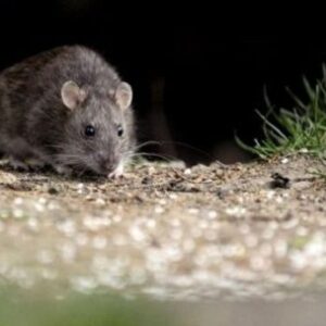 hantavirus:-transmitido-por-roedores,-potencialmente-mortal,-sin-cura-especifica
