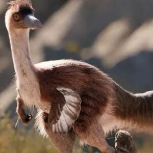 cientificos-argentinos-descubren-un-gigantesco-dinosaurio-con-forma-de-ave