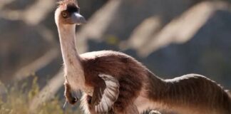 Científicos argentinos descubren un gigantesco dinosaurio con forma de ave cientificos-argentinos-descubren-un-gigantesco-dinosaurio-con-forma-de-ave