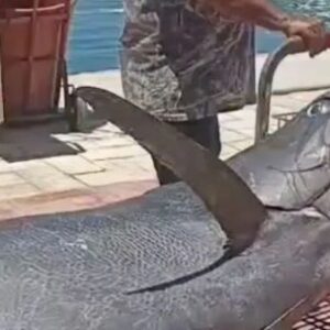 gigante-del-oceano:-marlin-negro-de-317-kg-sorprende-en-cabo-san-lucas