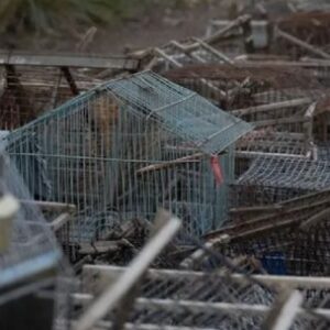 regresan-a-su-habitat-aves-rescatadas-del-trafico-ilegal-en-mendoza