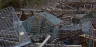 Regresan a su hábitat aves rescatadas del tráfico ilegal en Mendoza regresan-a-su-habitat-aves-rescatadas-del-trafico-ilegal-en-mendoza