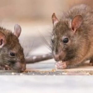 ministerio-de-salud-de-argentina-dice-que-expertos-viajaran-a-ushuaia-para-realizar-pruebas-de-hantavirus-en-roedores