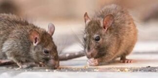 Ministerio de Salud de Argentina dice que expertos viajarán a Ushuaia para realizar pruebas de hantavirus en roedores ministerio-de-salud-de-argentina-dice-que-expertos-viajaran-a-ushuaia-para-realizar-pruebas-de-hantavirus-en-roedores