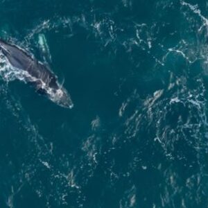 te-presentamos-a-popa,-la-ballena-que-unio-la-patagonia-azul-con-la-antartida-en-tiempo-record