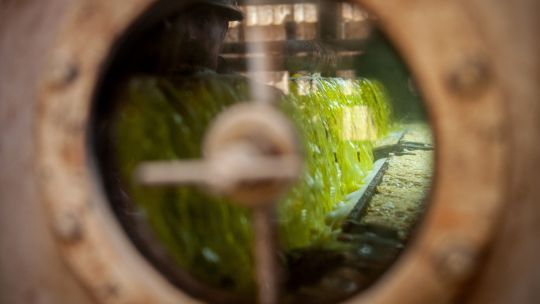 el-comercio-de-aceite-de-soja-argentino-a-estados-unidos-alcanza-su-nivel-mas-bajo-en-una-decada-en-el-momento-de-la-cosecha-y-los-biocombustibles