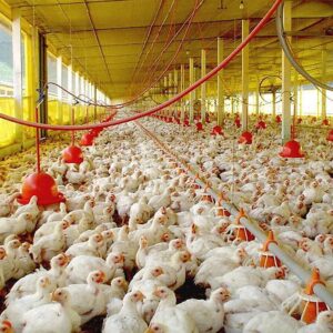 las-importaciones-de-carne-alcanzaron-un-nuevo-record-en-marzo-y-advierten-por-la-subsistencia-de-pequenos-productores