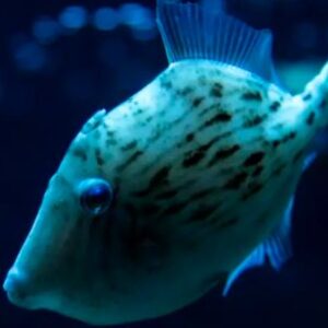por-que-los-peces-no-tienen-pelo?-la-evolucion-tiene-la-respuesta