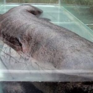 un-guardaparques-norteamericano-fotografio-una-especie-marina-nunca-antes-vista