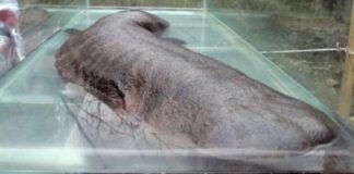 Un guardaparques norteamericano fotografió una especie marina nunca antes vista un-guardaparques-norteamericano-fotografio-una-especie-marina-nunca-antes-vista