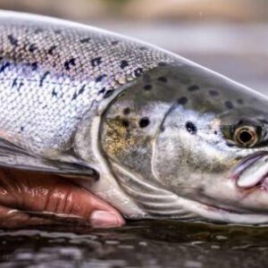 sin-rastro-del-campanu:-alarma-por-la-peor-temporada-de-salmon-en-decadas