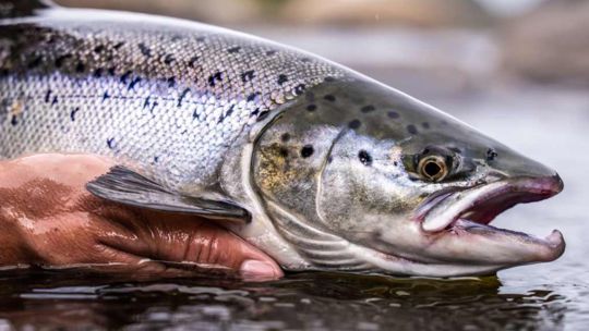 sin-rastro-del-campanu:-alarma-por-la-peor-temporada-de-salmon-en-decadas