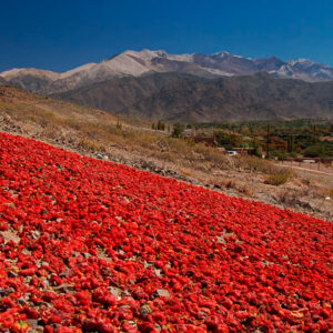 el-fenomeno-natural-de-argentina-que-transforma-paisajes-y-atrae-turistas-cada-otono:-dura-20-dias