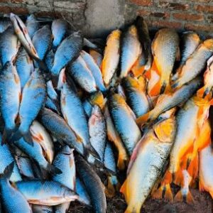 decomisan-190-bogas-y-dorados-en-entre-rios:-golpe-a-la-pesca-ilegal-sobre-la-ruta-12