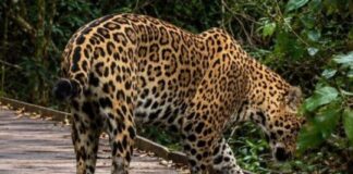 Filmaron por primera vez a un yaguareté nacido en libertad en los Esteros del Iberá filmaron-por-primera-vez-a-un-yaguarete-nacido-en-libertad-en-los-esteros-del-ibera