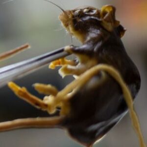 lo-que-los-cientificos-argentinos-hacen-y-no-saben-sobre-la-cepa-de-hantavirus-de-los-andes