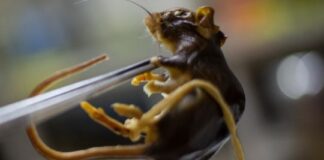 Lo que los científicos argentinos hacen y no saben sobre la cepa de hantavirus de los Andes lo-que-los-cientificos-argentinos-hacen-y-no-saben-sobre-la-cepa-de-hantavirus-de-los-andes