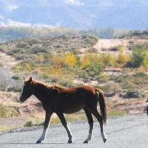 como-es-el-plan-para-reducir-el-atropellamiento-de-animales-autoctonos-en-las-rutas-entrerrianas?