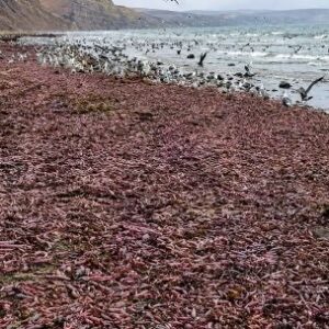 la-extrana-especie-que-aparecio-en-la-costa-de-chubut-y-que-es-un-manjar