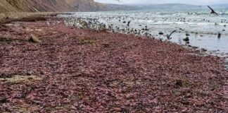 La extraña especie que apareció en la costa de Chubut y que es un manjar la-extrana-especie-que-aparecio-en-la-costa-de-chubut-y-que-es-un-manjar