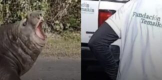 Elefante marino cortó una calle en el conurbano y provocó conmoción entre los vecinos elefante-marino-corto-una-calle-en-el-conurbano-y-provoco-conmocion-entre-los-vecinos