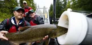 Disparan salmones por tubos neumáticos para salvar su migración en los ríos disparan-salmones-por-tubos-neumaticos-para-salvar-su-migracion-en-los-rios