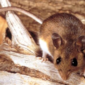 buenos-aires-province-reports-sharp-rise-in-hantavirus-cases