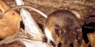 Buenos Aires province reports sharp rise in hantavirus cases buenos-aires-province-reports-sharp-rise-in-hantavirus-cases