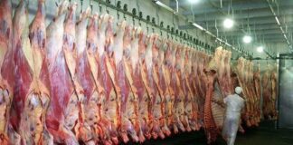 Las exportaciones de carne vacuna saltaron casi 54% y superaron los u$s1.000 millones en el arranque de 2026 las-exportaciones-de-carne-vacuna-saltaron-casi-54%-y-superaron-los-u$s1.000-millones-en-el-arranque-de-2026