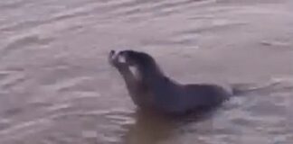 Apareció un lobo marino en la ribera del Río de la Plata aparecio-un-lobo-marino-en-la-ribera-del-rio-de-la-plata