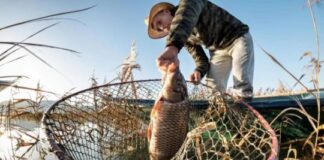La carpa asiática invade Sudamérica y proponen frenarla con barreras eléctricas la-carpa-asiatica-invade-sudamerica-y-proponen-frenarla-con-barreras-electricas
