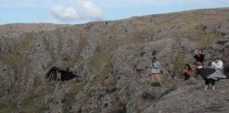 Liberaron a dos cóndores andinos en la Quebrada del Condorito liberaron-a-dos-condores-andinos-en-la-quebrada-del-condorito