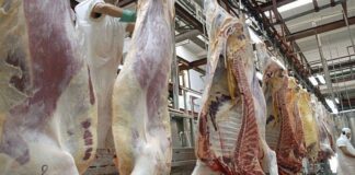Exportación de carne: el Gobierno abrió la inscripción para la Cuota Hilton 2026-2027 exportacion-de-carne:-el-gobierno-abrio-la-inscripcion-para-la-cuota-hilton-2026-2027