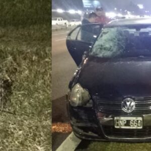 nene-de-9-anos-se-metio-con-una-bicicleta-en-la-panamericana