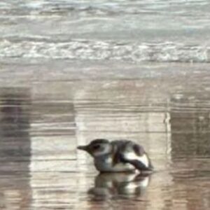un-pinguino-con-heridas-aparecio-en-la-orilla-de-una-playa-centrica-de-mar-del-plata