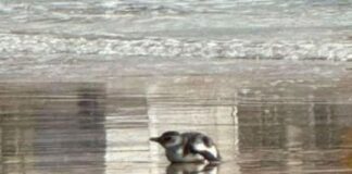 Un pingüino con heridas apareció en la orilla de una playa céntrica de Mar del Plata un-pinguino-con-heridas-aparecio-en-la-orilla-de-una-playa-centrica-de-mar-del-plata