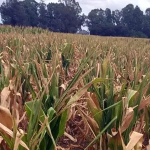 el-gobierno-declaro-la-emergencia-agropecuaria-en-chubut,-santa-cruz-y-zonas-de-mendoza