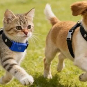 como-funciona-el-primer-collar-del-mundo-que-traduce-los-ladridos-y-maullidos-de-las-mascotas?